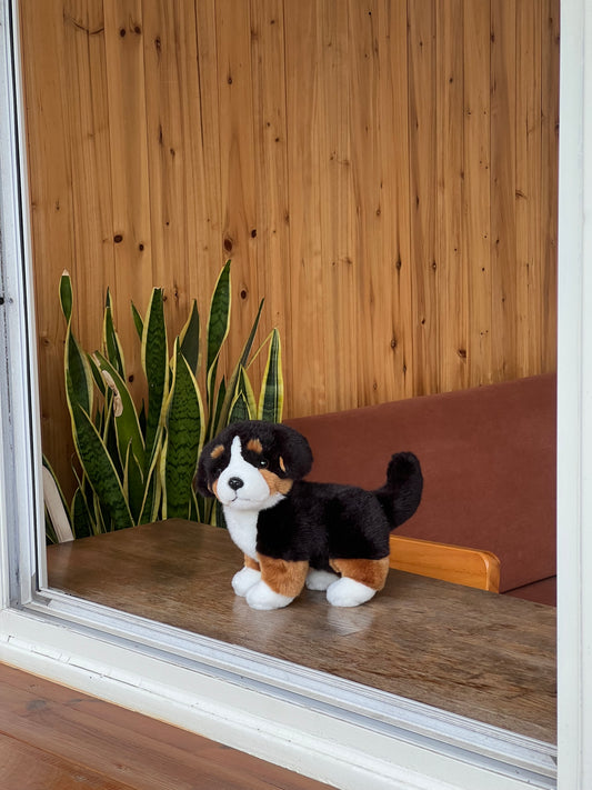 Rolo the Bernese Mountain Dog