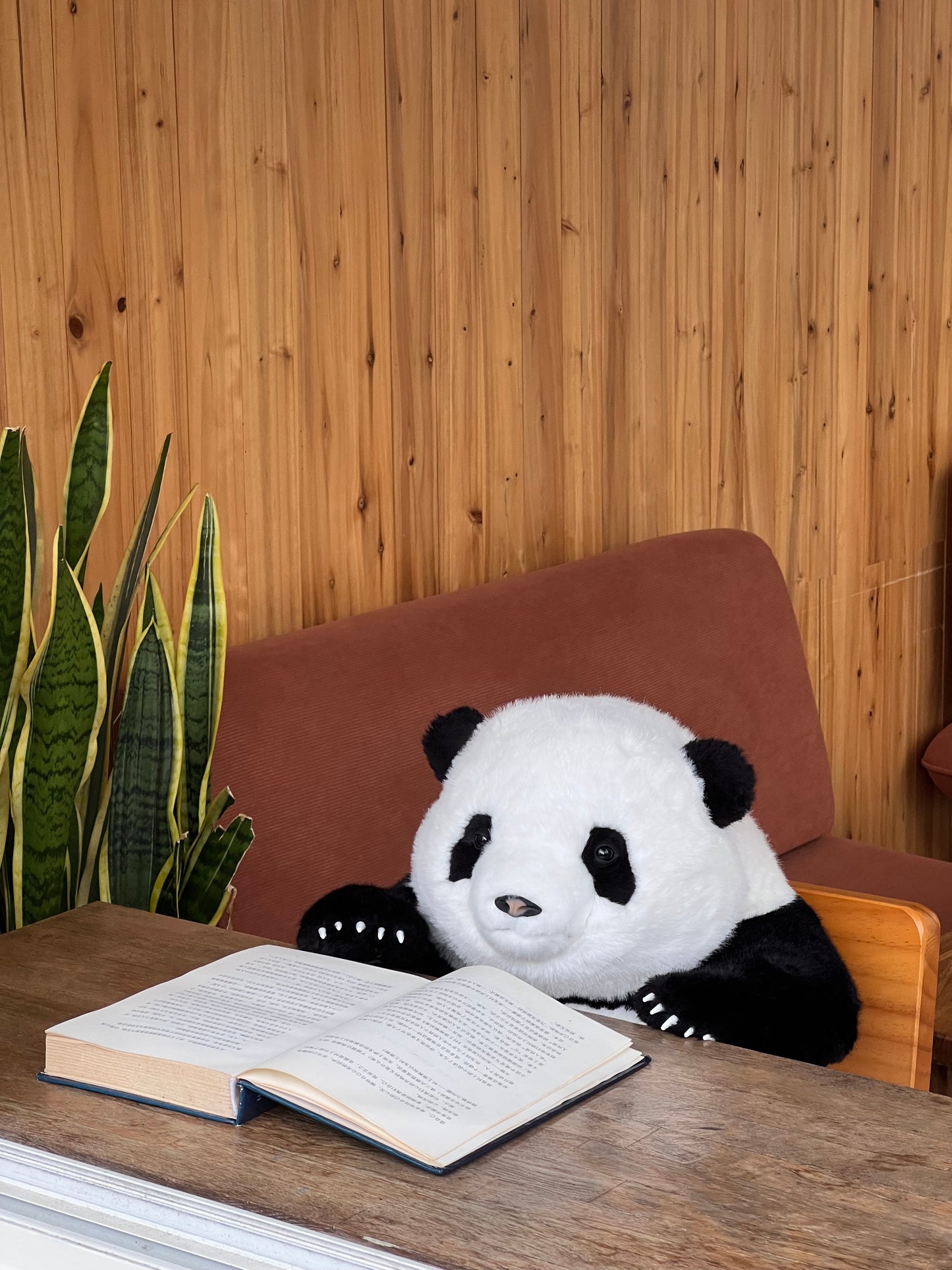 Huahua the Panda