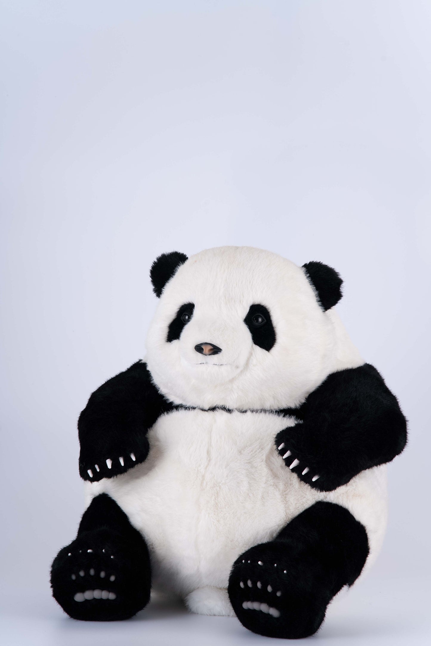 Huahua the Panda